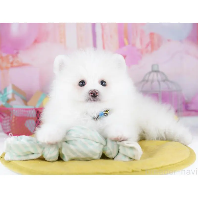 販売中の東京都のポメラニアン-455991の5枚目