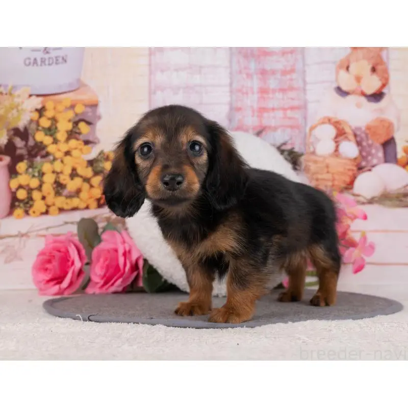 販売中の岐阜県のカニンヘンダックスフンド(ロングヘアード)-455989の4枚目