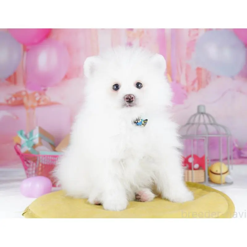 販売中の東京都のポメラニアン-455991の4枚目