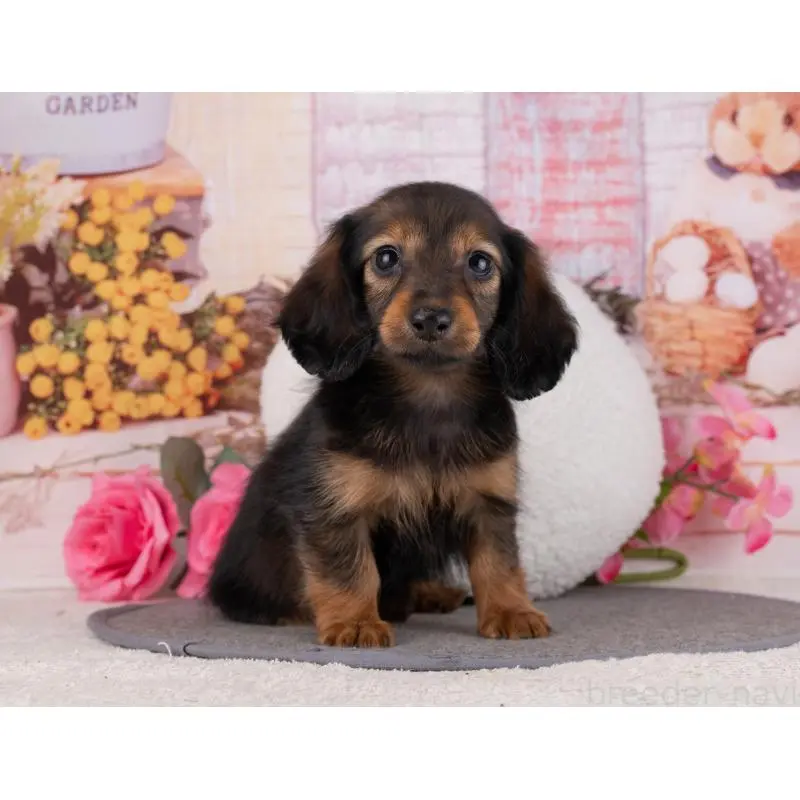 販売中の岐阜県のカニンヘンダックスフンド(ロングヘアード)-455989の3枚目