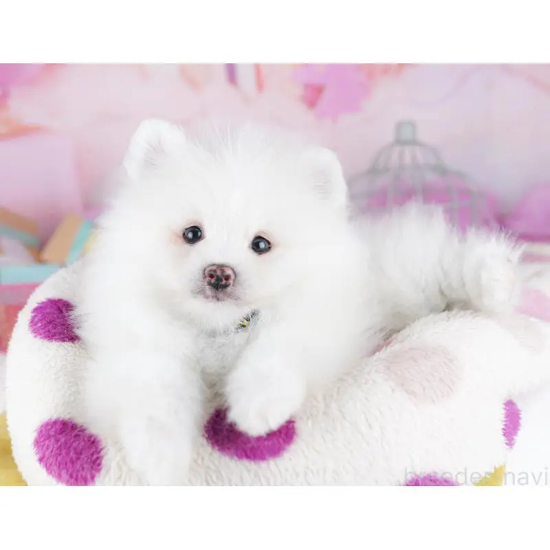 販売中の東京都のポメラニアン-455991の3枚目