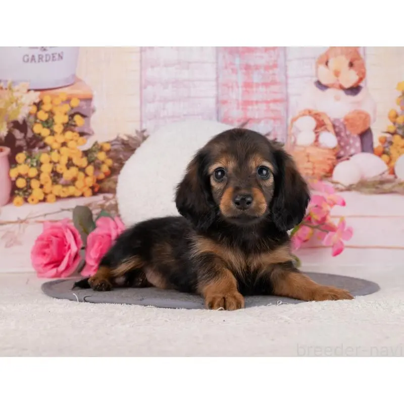 販売中の岐阜県のカニンヘンダックスフンド(ロングヘアード)-455989の2枚目