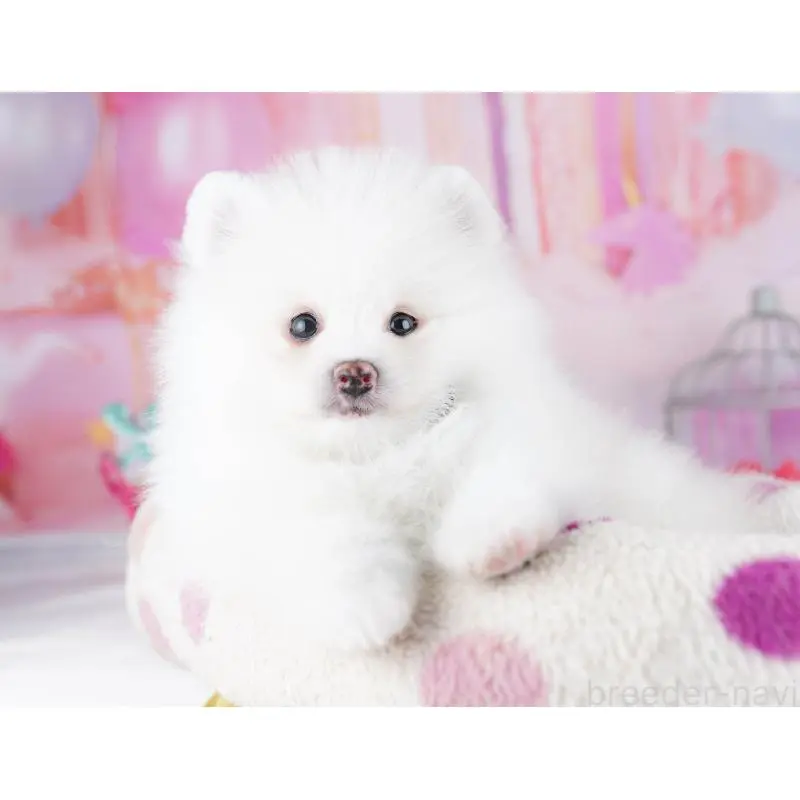 販売中の東京都のポメラニアン-455991の2枚目