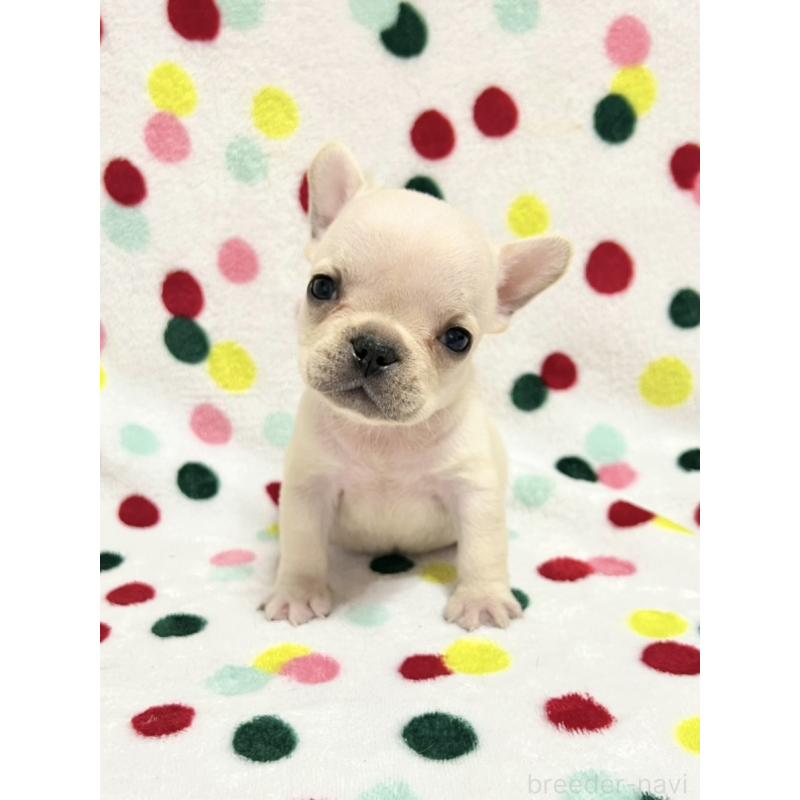 販売中の香川県のフレンチブルドッグ-455992