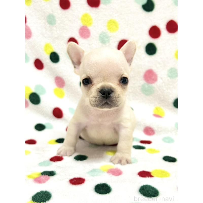 販売中の香川県のフレンチブルドッグ-455992の4枚目