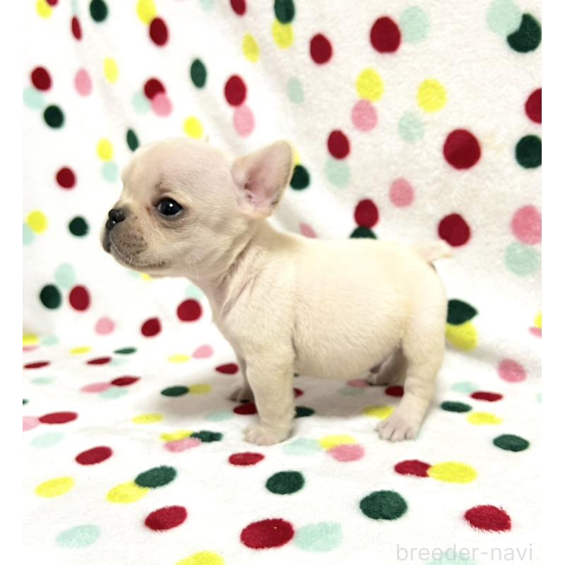 販売中の香川県のフレンチブルドッグ-455992の5枚目