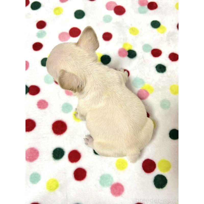 販売中の香川県のフレンチブルドッグ-455992の3枚目