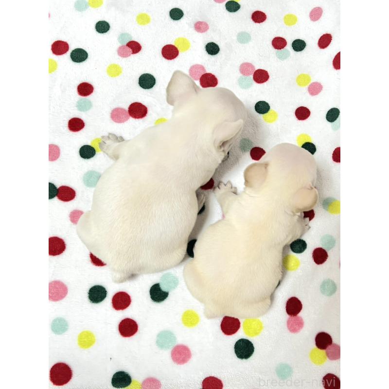 販売中の香川県のフレンチブルドッグ-455992の2枚目