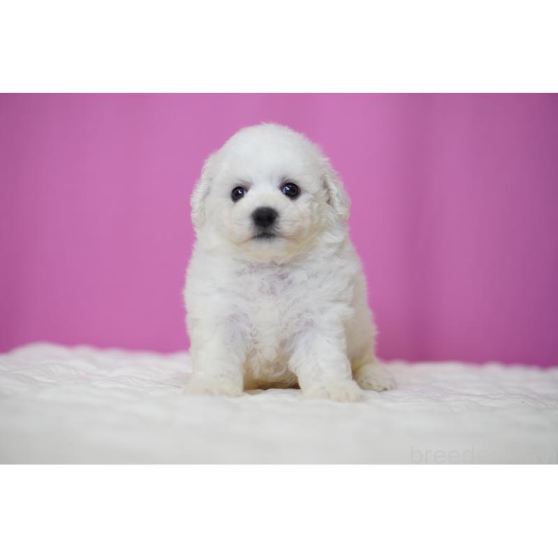 販売中の埼玉県のビションフリーゼ-455993の6枚目