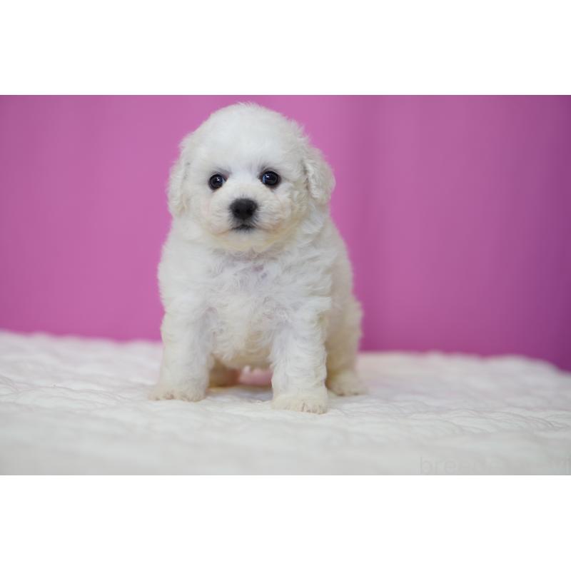 販売中の埼玉県のビションフリーゼ-455993の5枚目