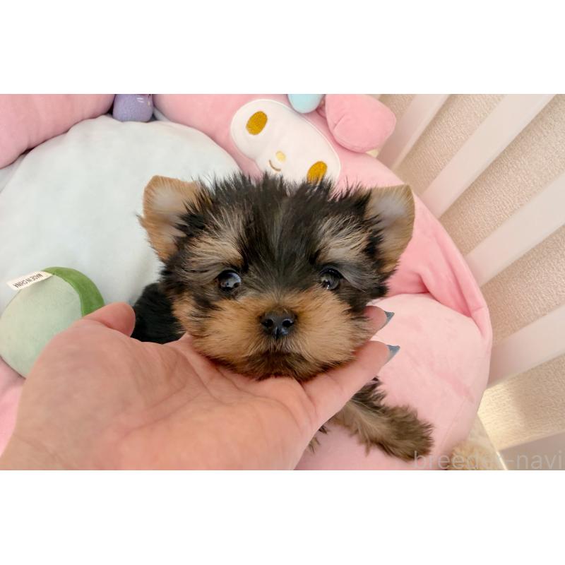 販売中の東京都のヨークシャーテリア-455994の4枚目