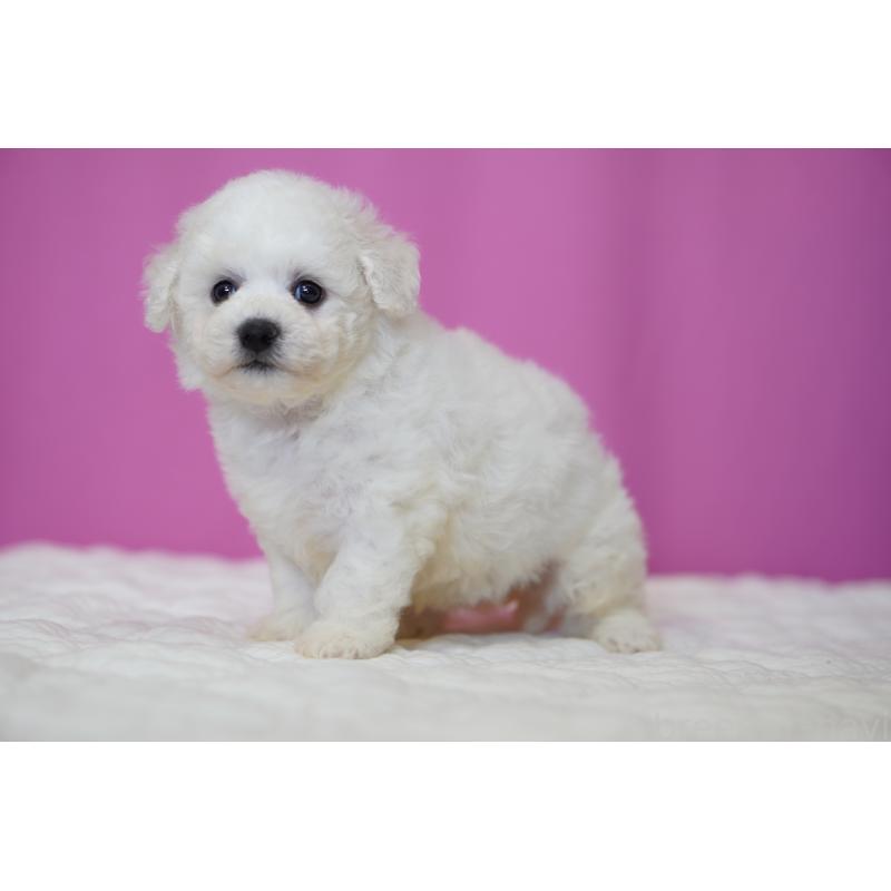 販売中の埼玉県のビションフリーゼ-455993の4枚目