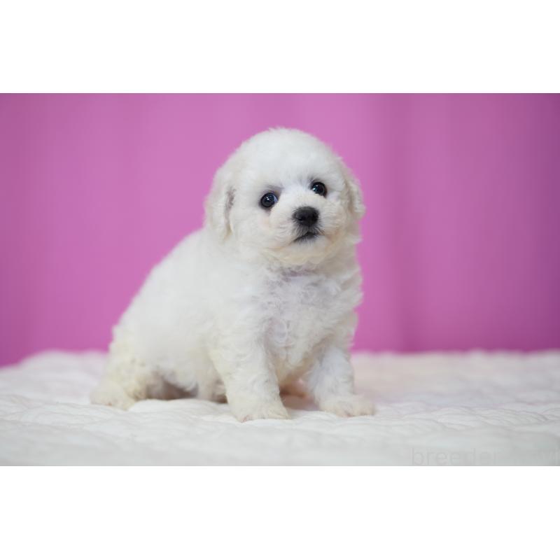 販売中の埼玉県のビションフリーゼ-455993の3枚目