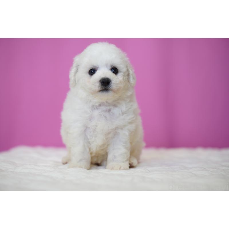 販売中の埼玉県のビションフリーゼ-455993の2枚目