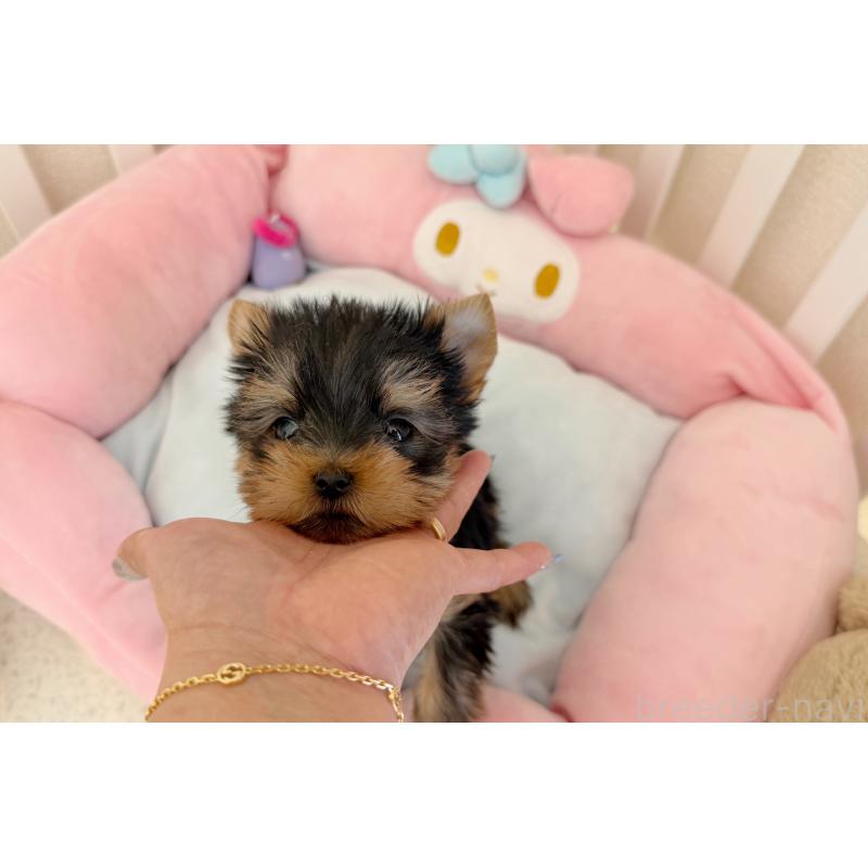 販売中の東京都のヨークシャーテリア-455994の3枚目