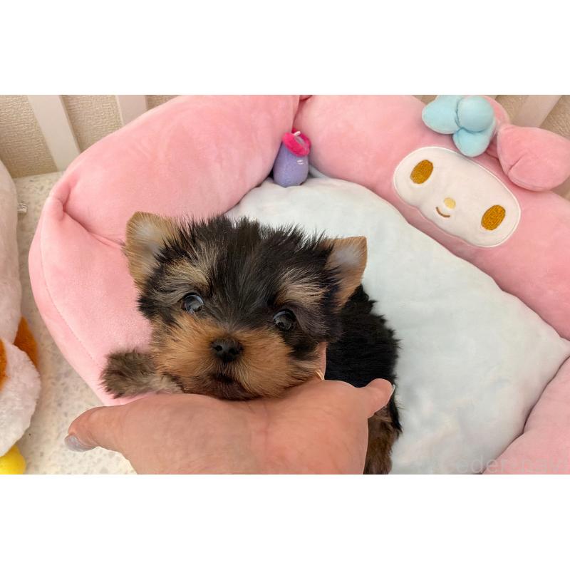 販売中の東京都のヨークシャーテリア-455994の2枚目