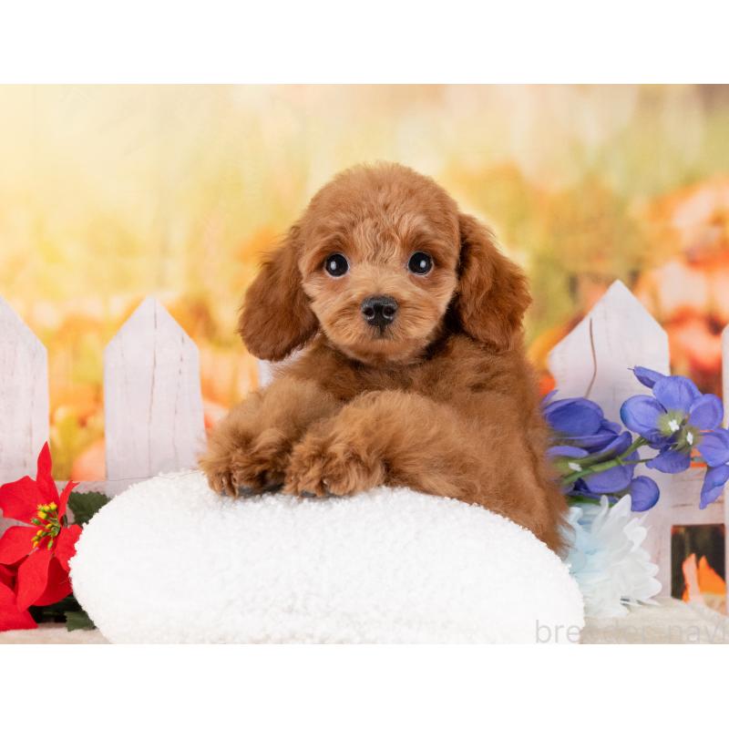 販売中の岐阜県のトイプードル-455998の7枚目