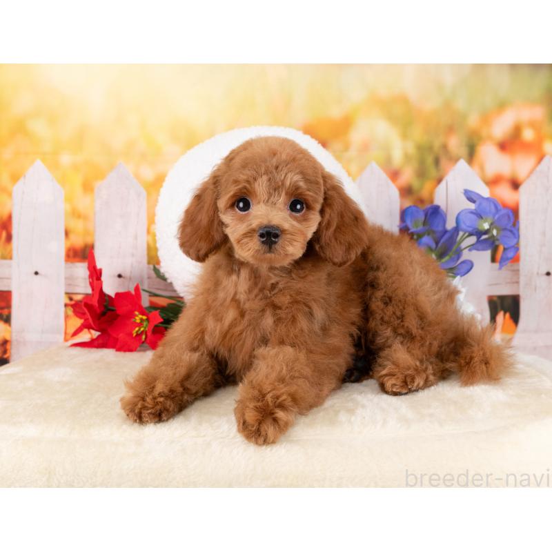 販売中の岐阜県のトイプードル-455998の6枚目