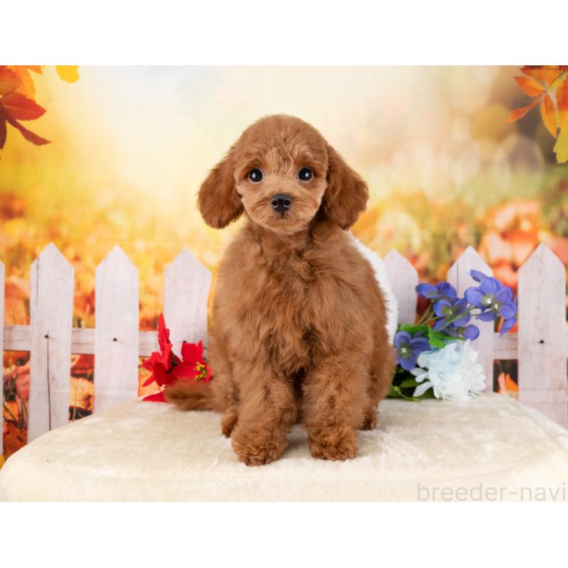 販売中の岐阜県のトイプードル-455998の5枚目