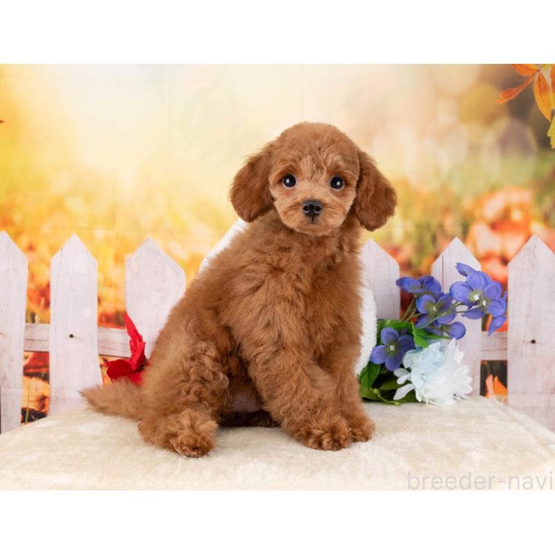 販売中の岐阜県のトイプードル-455998の4枚目