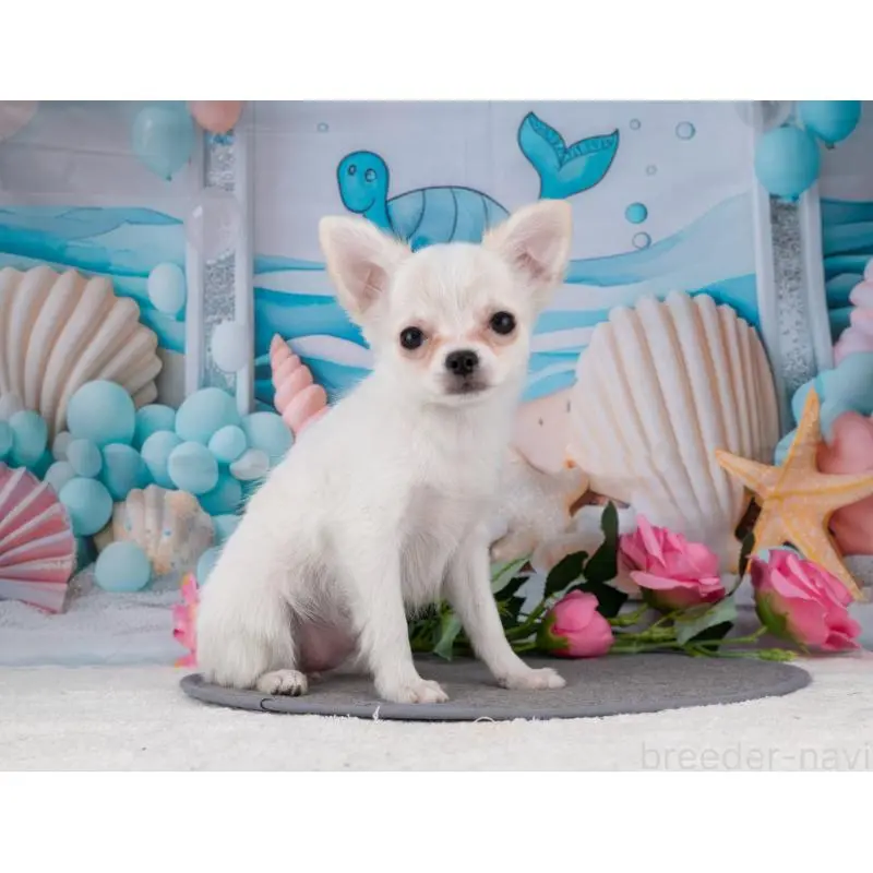 販売中の岐阜県のチワワ(ロングコート)-455999の7枚目