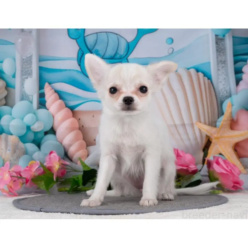 販売中の岐阜県のチワワ(ロングコート)-455999の6枚目