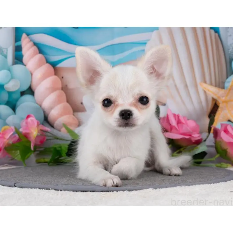 販売中の岐阜県のチワワ(ロングコート)-455999の5枚目