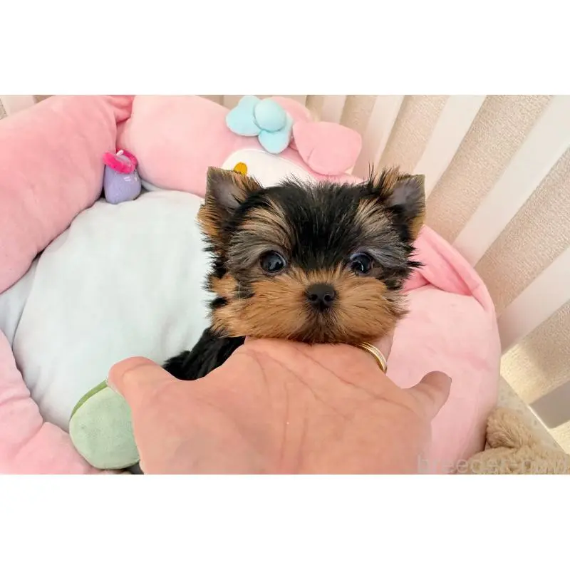 販売中の東京都のヨークシャーテリア-455996の5枚目