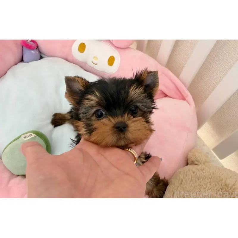 販売中の東京都のヨークシャーテリア-455996の4枚目