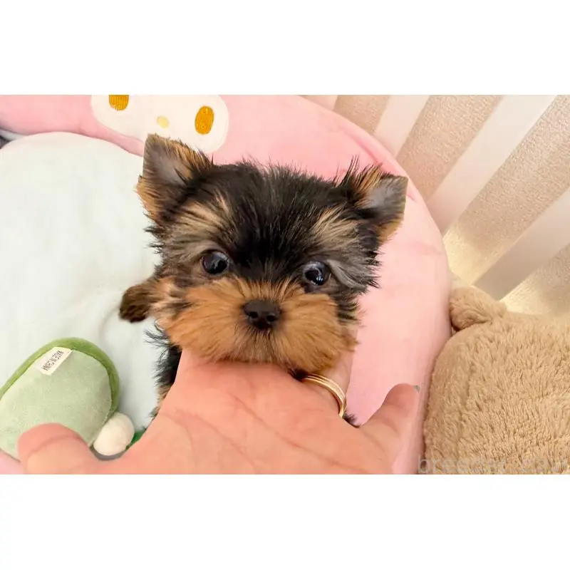 販売中の東京都のヨークシャーテリア-455996の3枚目