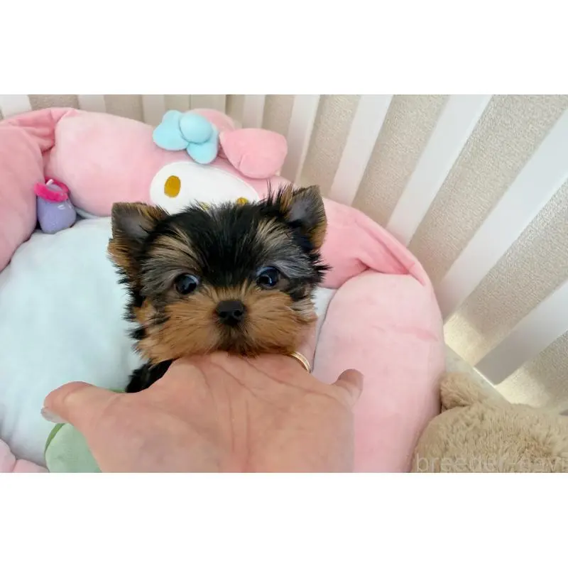 販売中の東京都のヨークシャーテリア-455996の2枚目