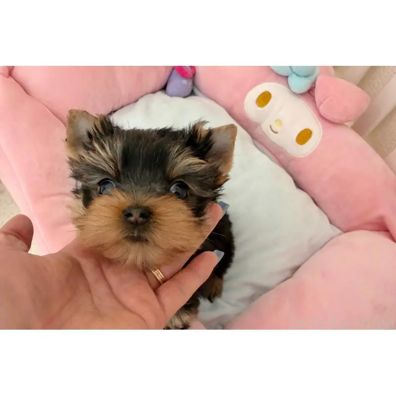 販売中の東京都のヨークシャーテリア-456000の3枚目