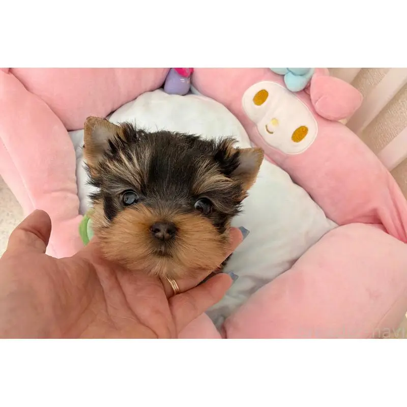 販売中の東京都のヨークシャーテリア-456000の2枚目