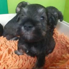 オンライン見学