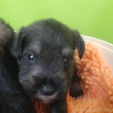 ♀︎ミニチュアシュナウザー