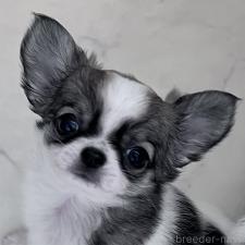 オンライン見学