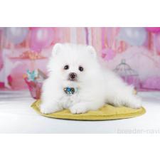 ♀︎ポメラニアン