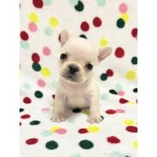 オンライン見学