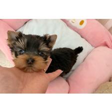 ♀︎ヨークシャーテリア