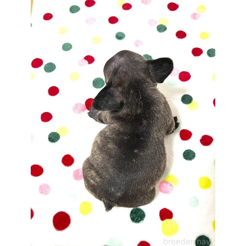 販売中の香川県のフレンチブルドッグ-456001の3枚目