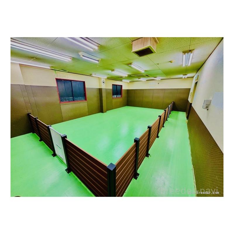 販売中の愛知県のトイプードル-455220の2枚目