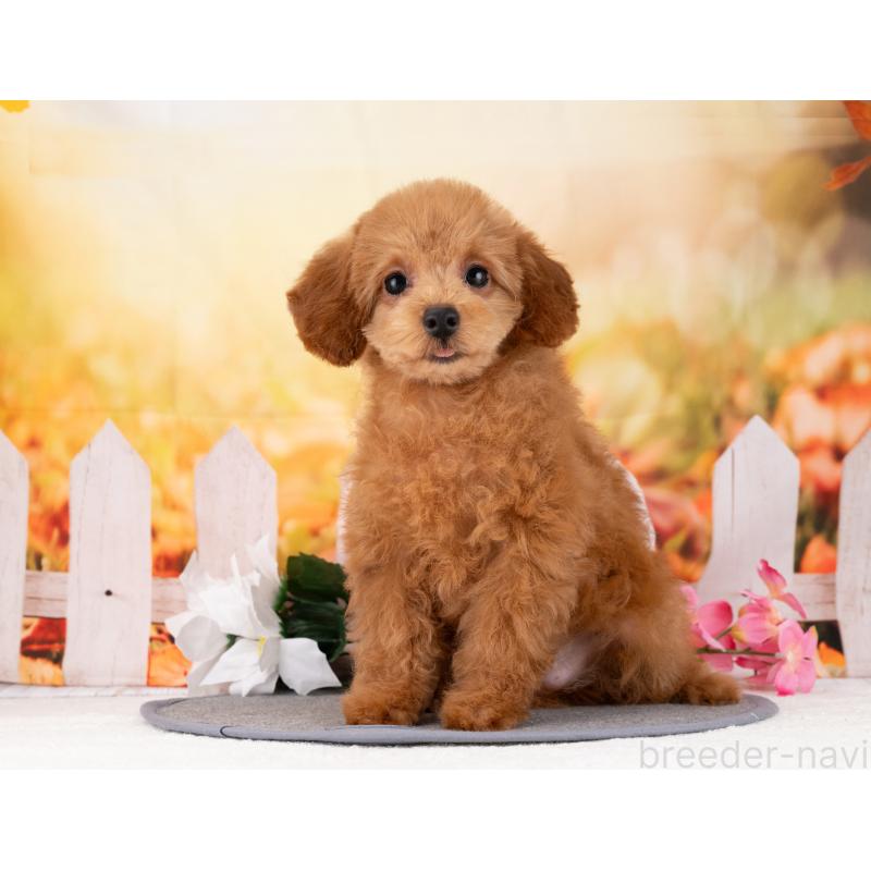 販売中の岐阜県のトイプードル-456002の7枚目