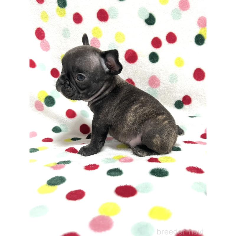 販売中の香川県のフレンチブルドッグ-456001の2枚目