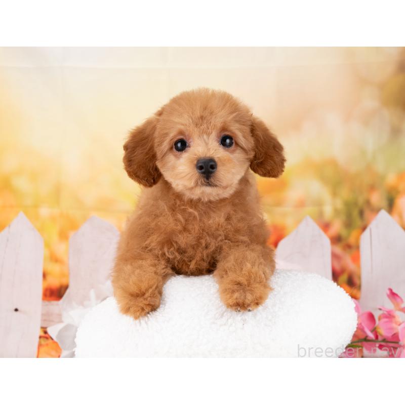 販売中の岐阜県のトイプードル-456002の6枚目