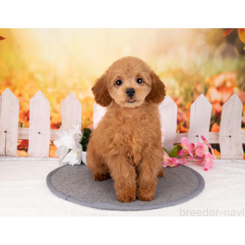 販売中の岐阜県のトイプードル-456002の5枚目