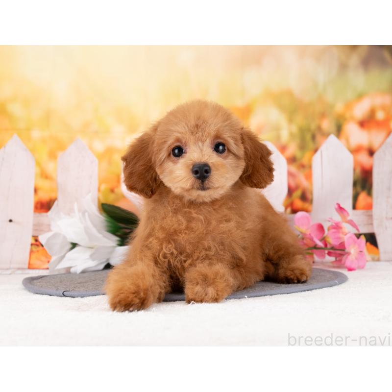 販売中の岐阜県のトイプードル-456002の4枚目