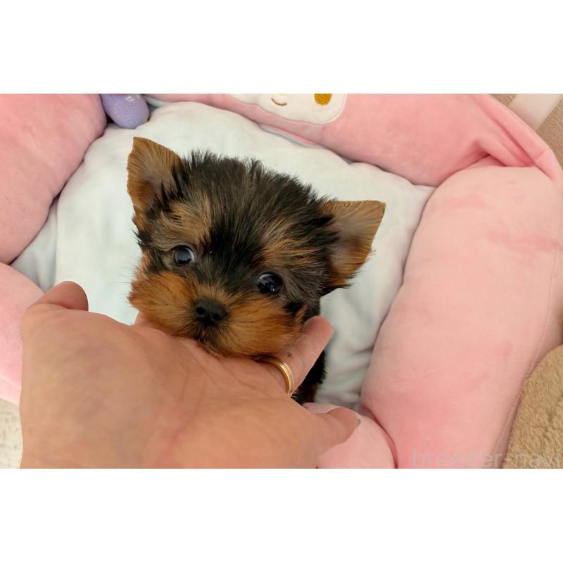 販売中の東京都のヨークシャーテリア-456003の4枚目