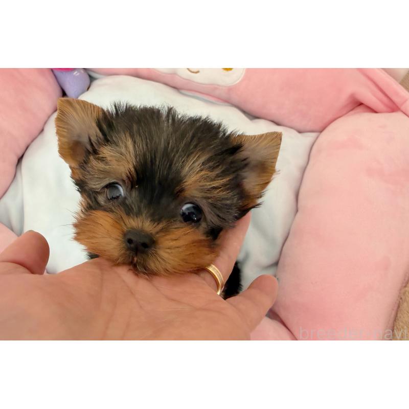 販売中の東京都のヨークシャーテリア-456003の2枚目