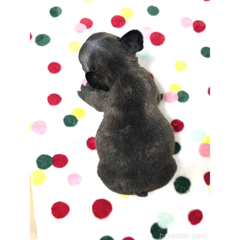 販売中の香川県のフレンチブルドッグ-456004の3枚目