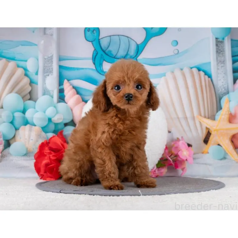 販売中の岐阜県のトイプードル-456006の5枚目